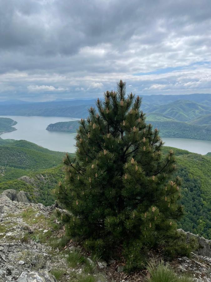 Cabane A-Frame Svinita Bagian luar foto